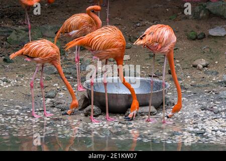 Rosa Flamingos Essen, eine Art Watvogel in der Familie Phoenicopteridae Stockfoto