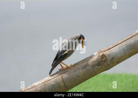 Bank-Myna-Vogel, der auf einem getrockneten Bambus steht, ein Myna, der in den nördlichen Teilen Südasiens gefunden wurde Stockfoto