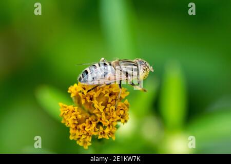 Blume schweben fliegen sammeln Pollen auf Bidens pilosa Blume Stockfoto