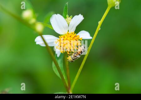 Blume schweben fliegen sammeln Pollen auf Bidens pilosa Blume Stockfoto