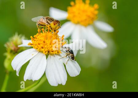 Blume schweben fliegen sammeln Pollen auf Bidens pilosa Blume Stockfoto