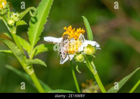 Blume schweben fliegen sammeln Pollen auf Bidens pilosa Blume Stockfoto