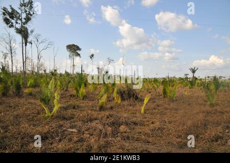 Die Auswirkungen der Entwaldung auf den Amazonas-Regenwald in Brasilien Stockfoto