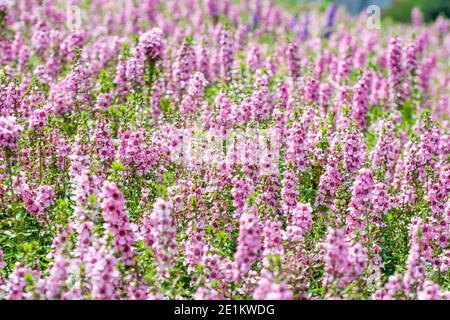 Nahaufnahme von Salvia nemorosa, dem Waldsalbei oder Balkan claryin der Blumensaison Stockfoto