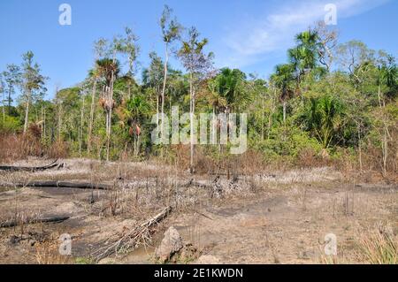 Die Auswirkungen der Entwaldung auf den Amazonas-Regenwald in Brasilien Stockfoto