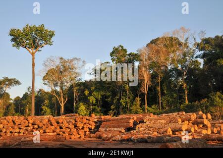 Die Abholzung im brasilianischen Regenwald führt zu großflächiger Entwaldung Und Landerosion Stockfoto