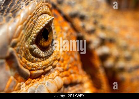 Selektiver Fokus des roten Leguans Auge. Konzept der Makro-Foto von Säugetieren mit Fokus auf das Auge sehen die Kamera. Leguane sind eine Gattung von Eidechsen, die Stockfoto