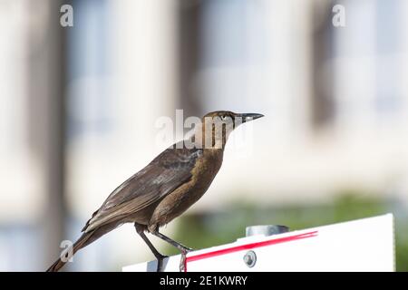 Tonfarbener Schwanzgrackel oder mexikanischer Grackel ( Quiscalus mexicanus) ist ein mittelgroßer, sehr sozialer Singvogel, der im Norden und Süden beheimatet ist Stockfoto