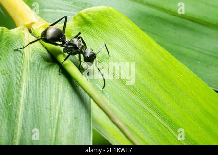 Schwarze Ameisen auf einem Bambusblatt Hintergrund. Eine der großen Ameisen. Insektenmitglieder des Stammes Formicidae, die Hymenoptera Rasse. Arten von Arbeiterinsekten Stockfoto