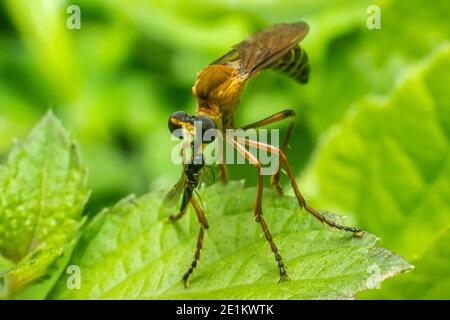 Das Raubfliegeninsekt oder Asilidae ist eine aggressive Familie von Fliegen. Makrofoto von Raubtieren Insekten in der Wildnis Stockfoto