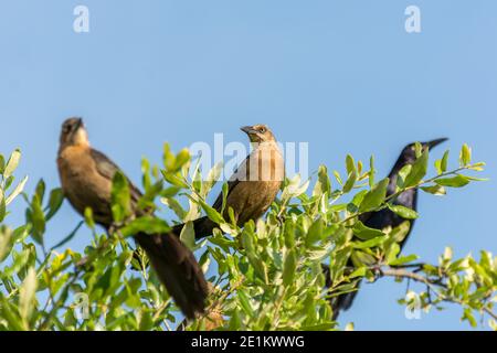 Tonfarbener Schwanzgrackel oder mexikanischer Grackel ( Quiscalus mexicanus) ist ein mittelgroßer, sehr sozialer Singvogel, der im Norden und Süden beheimatet ist Stockfoto