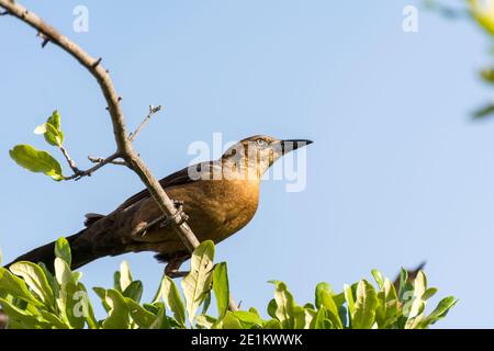 Tonfarbener Schwanzgrackel oder mexikanischer Grackel ( Quiscalus mexicanus) ist ein mittelgroßer, sehr sozialer Singvogel, der im Norden und Süden beheimatet ist Stockfoto