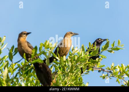 Tonfarbener Schwanzgrackel oder mexikanischer Grackel ( Quiscalus mexicanus) ist ein mittelgroßer, sehr sozialer Singvogel, der im Norden und Süden beheimatet ist Stockfoto