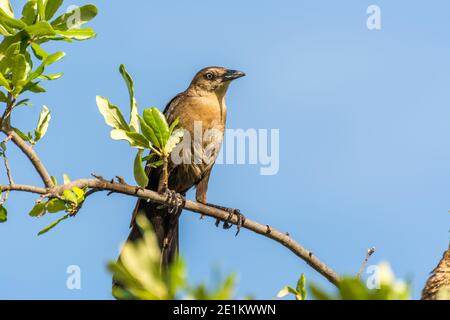 Tonfarbener Schwanzgrackel oder mexikanischer Grackel ( Quiscalus mexicanus) ist ein mittelgroßer, sehr sozialer Singvogel, der im Norden und Süden beheimatet ist Stockfoto