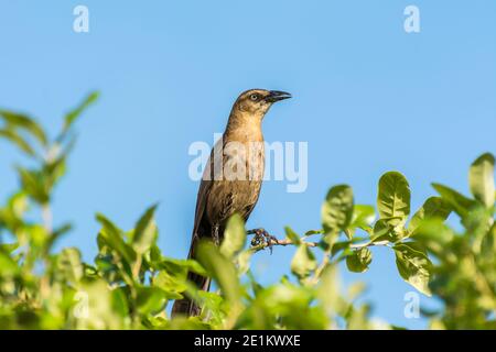 Tonfarbener Schwanzgrackel oder mexikanischer Grackel ( Quiscalus mexicanus) ist ein mittelgroßer, sehr sozialer Singvogel, der im Norden und Süden beheimatet ist Stockfoto