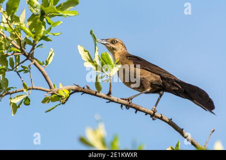 Tonfarbener Schwanzgrackel oder mexikanischer Grackel ( Quiscalus mexicanus) ist ein mittelgroßer, sehr sozialer Singvogel, der im Norden und Süden beheimatet ist Stockfoto