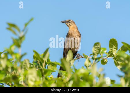 Tonfarbener Schwanzgrackel oder mexikanischer Grackel ( Quiscalus mexicanus) ist ein mittelgroßer, sehr sozialer Singvogel, der im Norden und Süden beheimatet ist Stockfoto