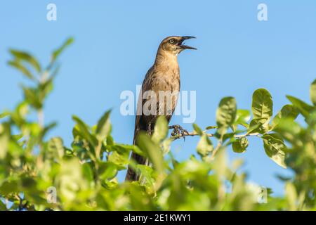 Tonfarbener Schwanzgrackel oder mexikanischer Grackel ( Quiscalus mexicanus) ist ein mittelgroßer, sehr sozialer Singvogel, der im Norden und Süden beheimatet ist Stockfoto