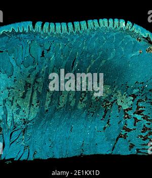 Querschnitt Schnitt von menschlichen Körperzellen unter einem wissenschaftlichen Mikroskop Stockfoto