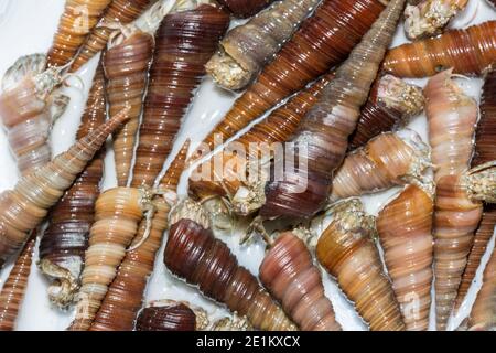 Einsiedlerkrebse mit Spiralschalen bereit zum Kochen Das Restaurant Stockfoto