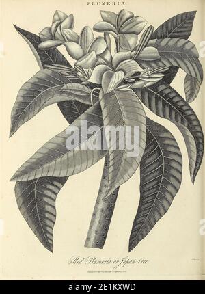 Plumeria ist eine Gattung von blühenden Pflanzen in der Familie Apocynaceae. Die meisten Arten sind Laubsträucher oder kleine Bäume. Die Arten sind in Mexiko, Mittelamerika und der Karibik endemisch, und so weit südlich wie Brasilien und Norden wie Florida, sondern werden als kosmopolitische Ornamente in warmen Regionen Kupferstich aus der Encyclopedia Londinensis oder, Universal Dictionary of Arts, Sciences, and literature; Band XX; Herausgegeben von Wilkes, John. Veröffentlicht 1825 in London Stockfoto