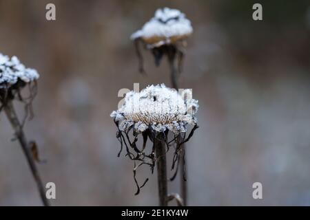 Nahaufnahme der getrockneten Blume mit Eiskristallen bedeckt. Symbol für kaltes Wetter und Wintersaison. Stockfoto