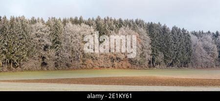 Panorama eines Mischwaldes im Winter. Teilweise mit Eis und Schnee bedeckt. Mit sowohl Nadelbäumen als auch Laubbäumen. Stockfoto