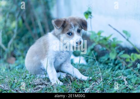 Porträt eines Hundes, EINES Welpen laufen und Spaß haben Stockfoto