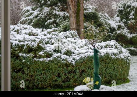 Blick auf einen formellen Wintergarten mit einem leichten Staubwischen Von frischem weißen Schnee auf beschnitteten Sträuchern und Hecken Stockfoto