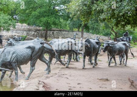 Riesige Stierstatuen auf dem Pioneer Plaza in Dallas, Texas, USA. Stockfoto