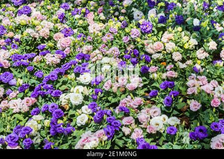 Im Garten blühen die Lisianthus-Blüten. Stockfoto