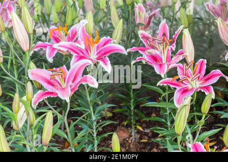 Pink Lilly Blumen blühen wunderschön im Chiang Rai Flower Festival in Chiang Rai Thailand. Stockfoto