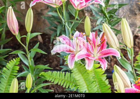 Pink Lilly Blumen blühen wunderschön im Chiang Rai Flower Festival in Chiang Rai Thailand. Stockfoto