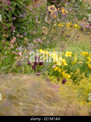 Weibliche Gärtnerin gesehen arbeiten in einer krautigen Grenze. Stockfoto