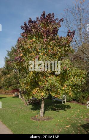 Die Blätter wechseln im Herbst ihre Farbe auf einem American Sweet Gum Tree (Liquidambar styraciflua 'Lane Roberts'), der in einem Garten in Rural Devon, England, Großbritannien wächst Stockfoto