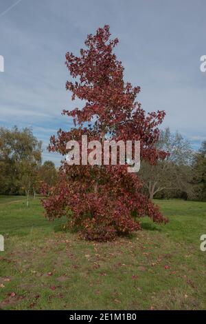 Leuchtend rote Herbstblätter auf einem amerikanischen Sweetgum-Baum (Liquidambar styraciflua 'Schock's Gold'), der in einem Park im ländlichen Surrey, England, Großbritannien, wächst Stockfoto