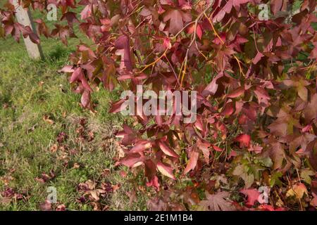 Leuchtend rote Herbstblätter auf einem amerikanischen Sweetgum-Baum (Liquidambar styraciflua 'Schock's Gold'), der in einem Park im ländlichen Surrey, England, Großbritannien, wächst Stockfoto