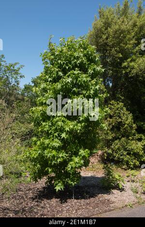 Sommerlaub eines süßen Gum-Baumes (Liquidambar styraciflua 'Slender Silhouette'), der in einem Woodland Garden in Rural Devon, England, Großbritannien, wächst Stockfoto