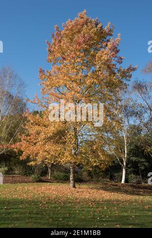 Leuchtend gelbe Herbstblätter auf einem amerikanischen, bunten Sweet Gum Tree (Liquidambar styraciflua 'Variegata), der in einem Garten in Rural Surrey, England wächst Stockfoto