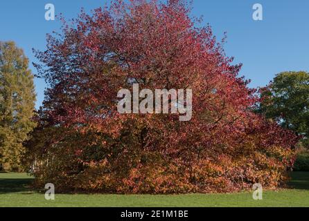 Leuchtend rote Herbstblätter auf einem American Sweet Gum Tree (Liquidambar styraciflua 'Wisley King'), der in einem Garten in Rural Surrey, England, Großbritannien wächst Stockfoto