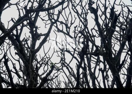 Zweige eines toten Baumes gegen den Himmel Stockfoto