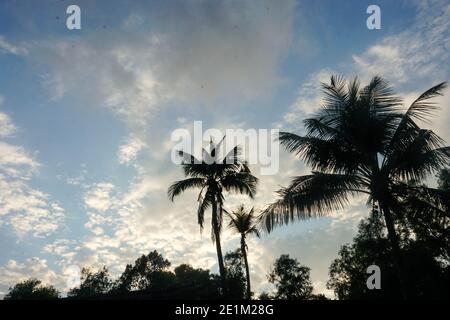Schöner Sonnenaufgang über dem Wald Stockfoto