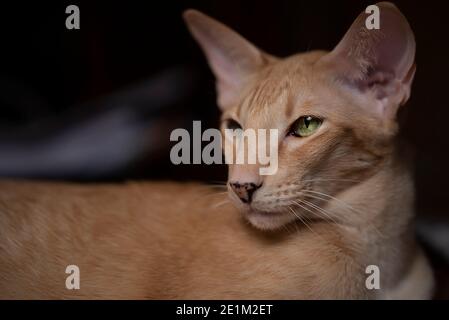 Ginger rote orientalische Katze mit klaren grünen Augen liegend Stockfoto