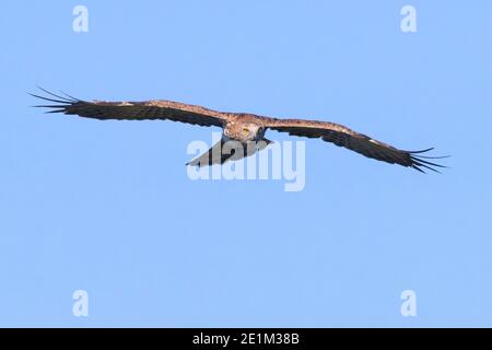 Kurzzahnadler (Circaetus gallicus), Vorderansicht eines Erwachsenen im Flug, Kampanien, Italien Stockfoto