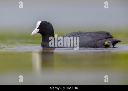 Eurasischer Coot (Fulica atra), Seitenansicht eines erwachsenen Schwimmens Kampanien, Italien Stockfoto