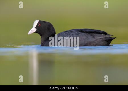 Eurasischer Coot (Fulica atra), Seitenansicht eines erwachsenen Schwimmens Kampanien, Italien Stockfoto