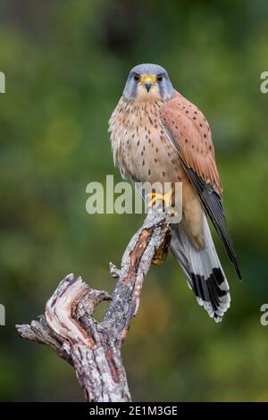 Gemeiner Kestrel (Falco tinnunculus), erwachsener Rüde auf einem toten Zweig, Kampanien, Italien Stockfoto