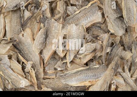 Koreanischer getrockneter Fisch Pollack, Hwangtae Stockfoto