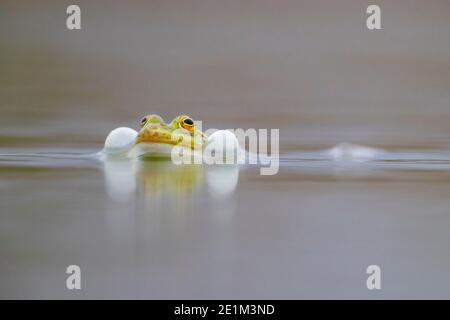 Italienischer Schwimmfrosch (Pelophylax bergeri), erwachsenes Männchen, das seine Beutel im Wasser aufbläht, Kampanien, Italien Stockfoto