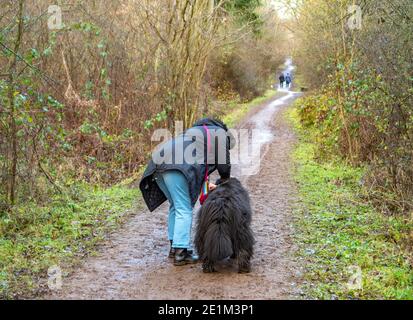 Eine Frau bereitet sich darauf vor, ihren schwarzen erwachsenen Neufundländer Hund auf einem schlammigen Pfad / Pfad / Pfad in Wäldern im Winter zu gehen, mit anderen Hundespaziergängern voraus. Stockfoto